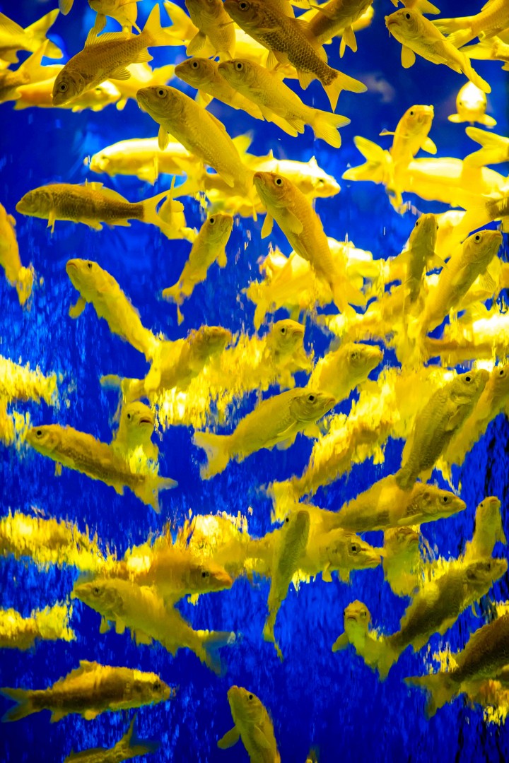 Khu vực Super Oiran với 3.000 chú cá vàng bên trong bể.
