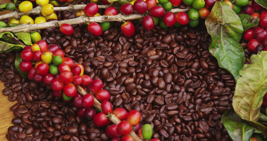Giá cà phê thế giới quay đầu giảm