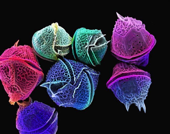 Sinh vật biển phù du có tên tảo đơn bào hai roi (Dinoflagellates). (Ảnh: Blueoceanemporium.blogspot.com