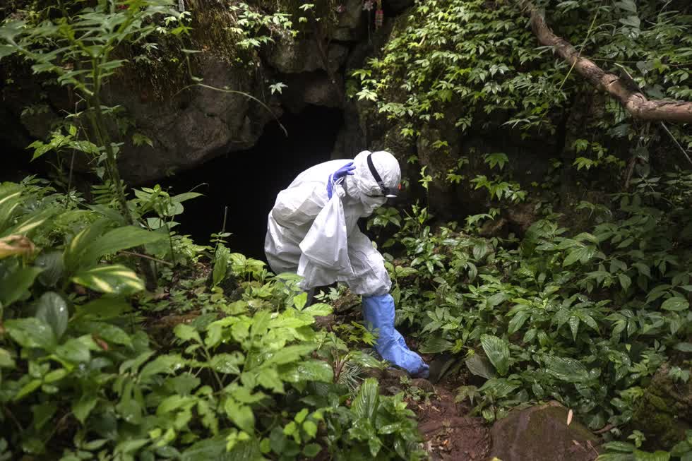 Một nhà nghiên cứu với một con dơi trong túi bước ra từ một hang động bên trong Công viên Quốc gia Sai Yok vào ngày 1/8. Ảnh: AP.