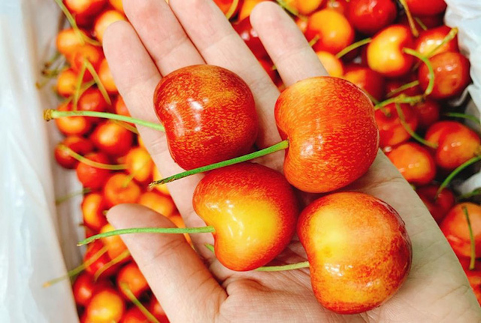   Ngoài cherry đỏ, cherry vàng nhập khẩu từ Mỹ cũng đang được giảm giá rầm rộ.  