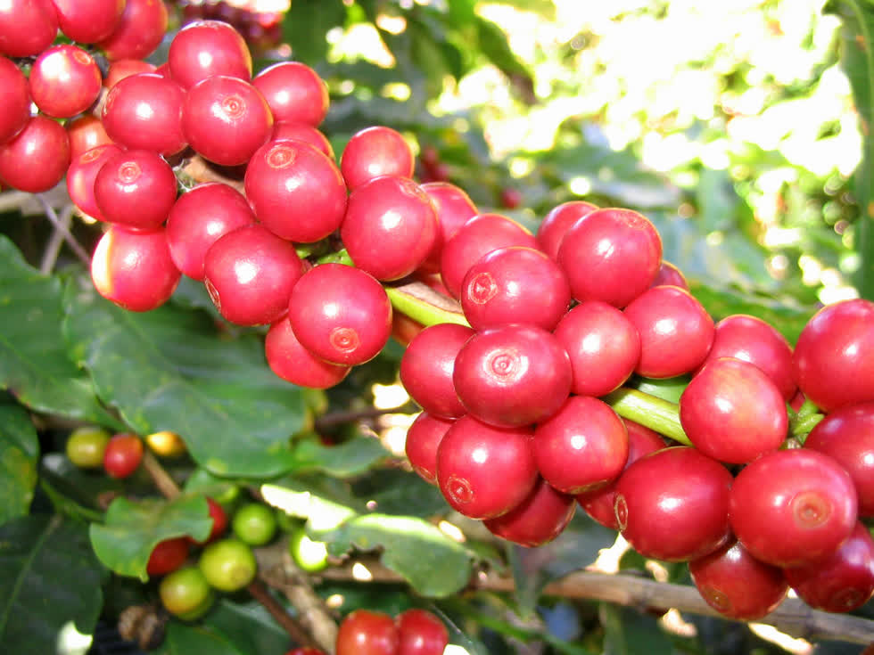 Cà phê Anh tăng phiên thứ 3 liên tiếp, các vùng trồng chủ chốt Việt Nam, Brazil giá lại giảm