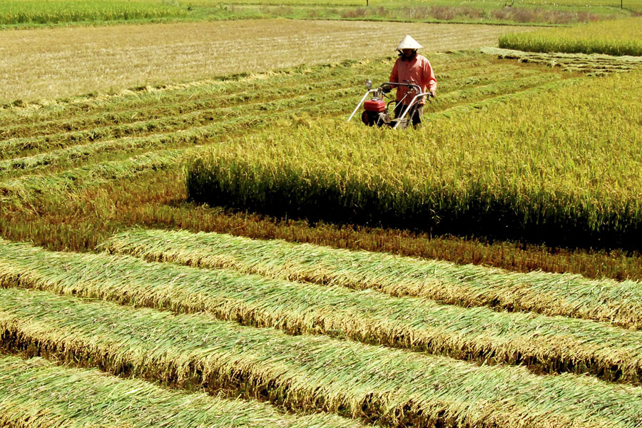 Đồng bằng sông Cửu Long được xem là kho lúa gạo của cả nước và thế giới.