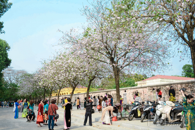 Hoa ban nở ở tuyến phố Bắc Sơn, Hoàng Diệu thu hút nhiều du khách đến chụo ảnh.