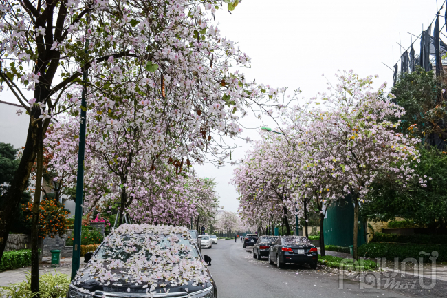 Hoa ban nở rộ rụng xuống mái xe tạo nên hình ảnh xe hoa cực đẹp thu hút nhiều người đi lại.