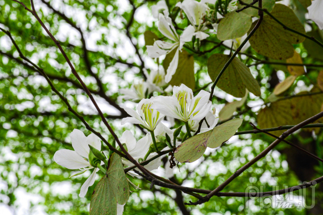 Lác đác lại có thêm một cây hoa ban trắng với màu trắng tinh khôi.