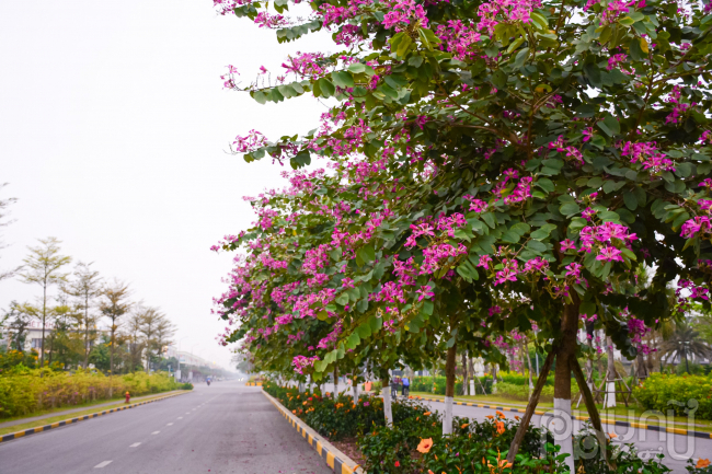 Hoa ban không không chỉ được trồng ở Hà nội, các tỉnh khác cũng được trồng rất nhiều như Bắc Ninh. Ban tím nở rộ sáng rực cả đoạn đường.