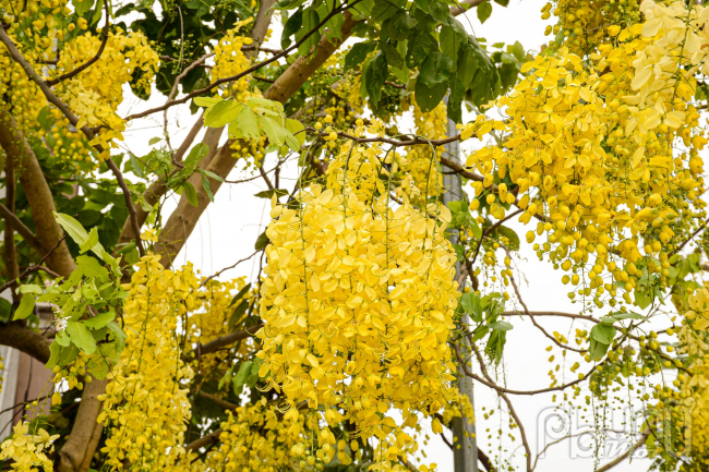         Mỗi hoa muồng hoàng yến vàng có 5 cánh hình bầu dục và có phủ lông mượt ở mặt ngoài.        