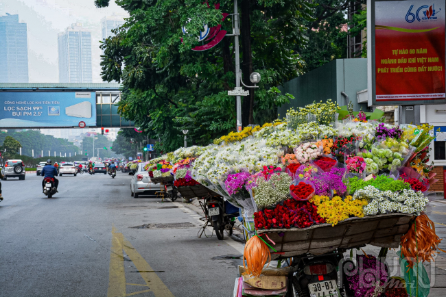 Mỗi một mùa hoa tới, Hà Nội lại khoác lên mình một chiếc áo riêng. Thành phố này vốn có nhiều mùa hoa, nhưng lại hiếm có loài hoa nào mang đến cho người ta nhiều xúc cảm như cúc hoạ mi.
