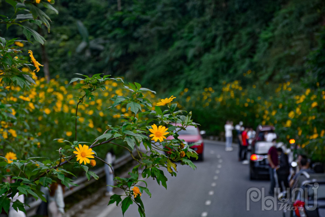 Tại vườn Quốc Gia Ba Vì hoa được trồng dọc  từ dưới chân núi lên đến đỉnh tạo thành một cung đường có thảm hoa đẹp ngất ngây.