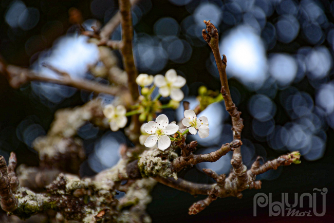 Những cành hoa lê trắng chủ yếu có xuất xứ tại một số tỉnh vùng núi phía Bắc như Cao Bằng, Lạng Sơn, Lào Cai, Sơn La.