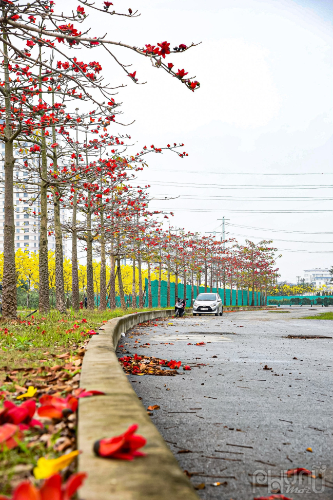 Con đường hoa gạo nằm trong khuôn viên của một khu đô thị tại Hà Đông. Công trình đang trong quá trình xây dựng nên bị quây kín bởi hàng rào tôn. Năm nay chủ đầu tư đã mở đường cho nhiều người yêu thích đến chụp ảnh, check in.