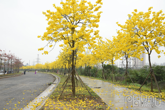 Những cánh hoa phong linh rụng xuống nhuộm vàng con đường nhỏ.