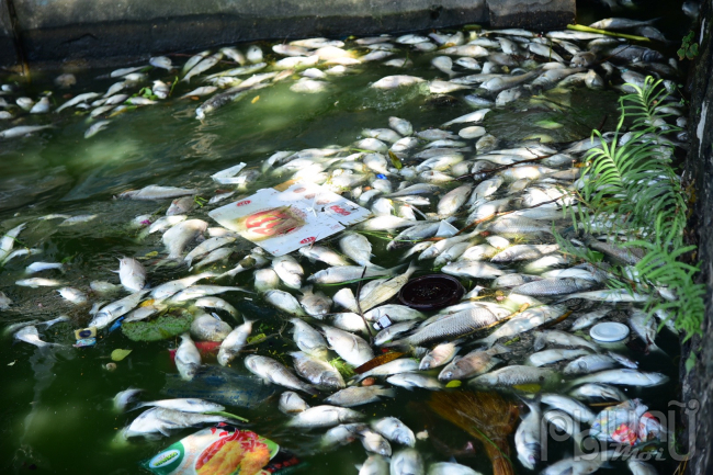 Theo ghi nhận của phóng viên, tình trạng cá chết hàng loạt tiếp tục xảy ra ở hồ Tây sáng 14/10. Xác cá chết nổi dạt vào khu vực ven đường Nguyễn Đình Thi.