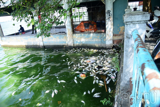 Khu vực tập trung rất nhiều cá chết ven đường Nguyễn Đình Thi.