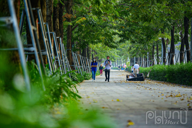 Tại đường Phạm Văn Đồng mở rộng (quận Bắc Từ Liêm), hàng nghìn cây xà cừ đã được thay bằng nhiều loại cây khác, chủ yếu là giáng hương. Cây lúc mới trồng đã cao hơn 5 m, đường kính hơn 30 cm, được đỡ bằng trụ sắt.