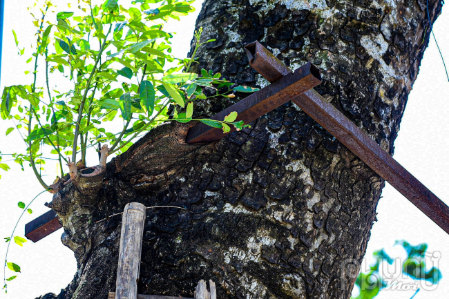 Cũng tại đường Trần Thánh Tông một thanh sắt chọc xiên vào thân cây xanh.