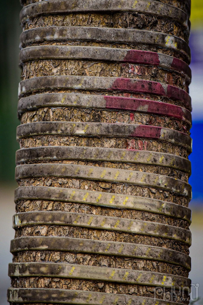 Thân cây bị quấn các loại dây đèn led bóng nháy lâu ngày, dây bóng nháy hỏng dính chặt xiết quanh thân cây tại đường Phạm Văn Đồng.