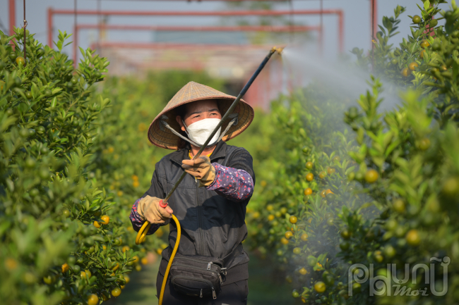 Thời điểm hiện tại, các nhà vườn trồng quất tại làng Tứ Liên (quận Tây Hồ, Hà Nội) đang tất bật chăm sóc, tưới cây, tỉa quả, chuẩn bị những công đoạn cuối cùng.