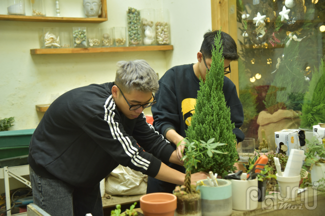 Theo trào lưu đón Giáng Sinh, các cửa hàng bán cây cảnh ở thời điểm này đang tất bật chuẩn bị các món đồ gửi cho khách.