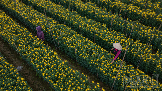 Làng hoa Tây Tựu được biết đến là vùng trồng hoa lớn nhất Hà Nội, là vựa hoa cung cấp cho các tỉnh phía Bắc.