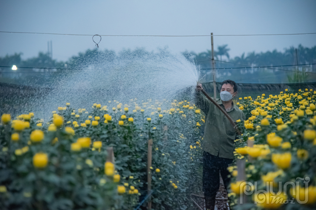 Nông dân ở các vùng trồng hoa của thành phố Hà Nội hiện đang tất bật chăm sóc cho diện tích hoa đã được áp dụng kỹ thuật kích thích sinh trưởng để hoa nở đúng thời điểm, phục vụ nhu cầu thị trường vào Tết