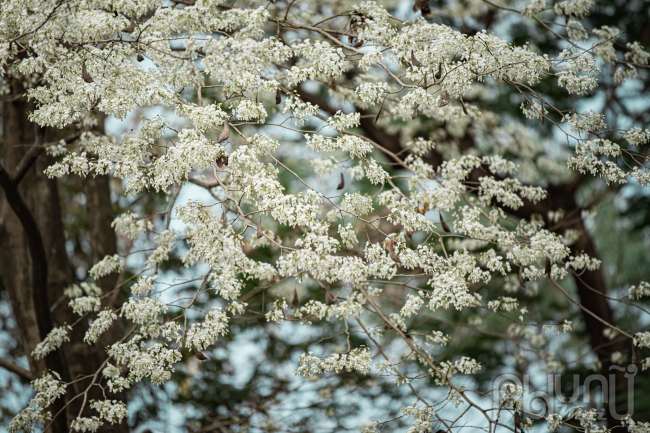 Ngắm hoa sưa nở trắng tinh khôi giữa Hà Nội