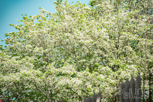 Những cây hoa sưa trắng bung nở tạo thành điểm nhấn đặc biệt cho khu Ngoại giao đoàn Trung Tự