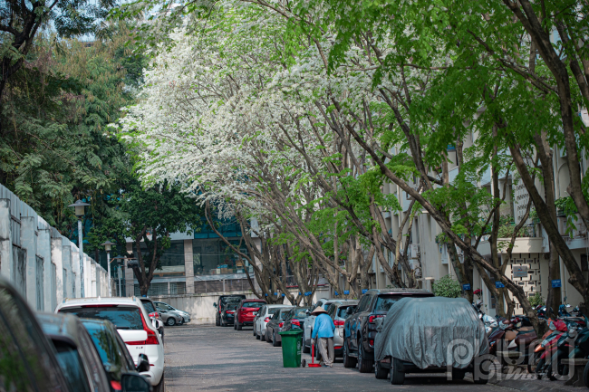 Mùa hoa sưa ở Hà Nội thường bắt đầu từ cuối tháng 2. Sắc trắng tinh khôi khó lẫn mang lại vẻ đẹp rất riêng cho hoa sưa.