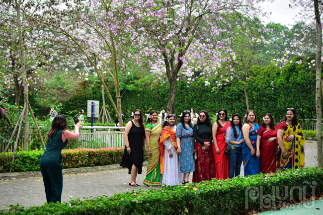 Mùa hoa ban nở rộ tại Ciputra không chỉ thu hút người dân Hà Nội mà còn thu hút hội chị em Ấn Độ nô nức đến chụp ảnh. 