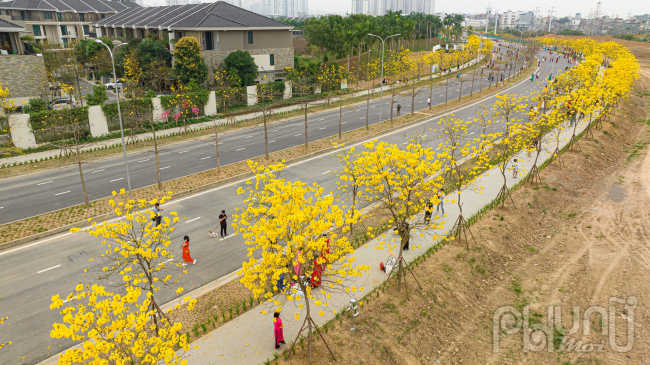 Tháng 2 hàng năm, những cây hoa phong linh tại đường Lê Trọng Tấn, Hà Đông khoe sắc.