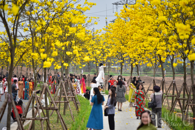 Hoa phong linh được trồng 2 bên đường trong khu đô thị, tạo nên một đường hoa ngập sắc vàng