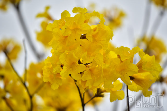 Cây hoa phong linh (hay còn gọi là cây hoa chuông vàng) nở hoa thành từng chùm và có mùi thơm dịu nhẹ.