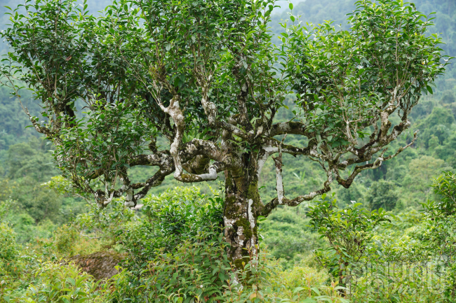 Chiêm ngưỡng những rừng chè Shan Tuyết cổ thụ hàng trăm năm tuổi