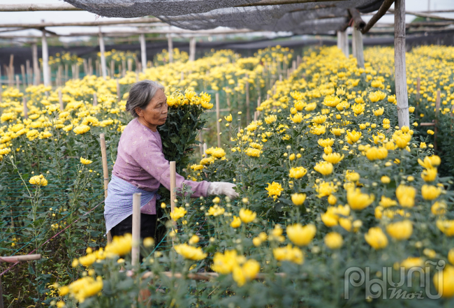 Theo khảo sát của PNM, tại một số vườn hoa của Làng hoa Tây Tựu (Bắc Từ Liêm, Hà Nội) nhiều gia đình lao đao vì giá hoa rẻ. Thời tiết khiến hoa khó tiêu thụ và vận chuyển, thương lái hủy đơn hàng, người làng hoa rơi vào cảnh 