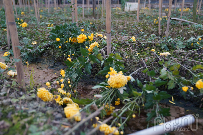 Hoa tươi giảm giá kịch đáy, mất mùa, ế khách người dân làng hoa Tây Tựu chặt bỏ trồng rau