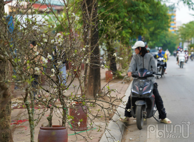 Một tiểu thương bán hoa lê, hoa mận gần chợ Nam Trung Yên (Cầu Giấy) chia sẻ, năm nay lượng khách chơi hoa rừng sớm gấp đôi năm ngoái. 