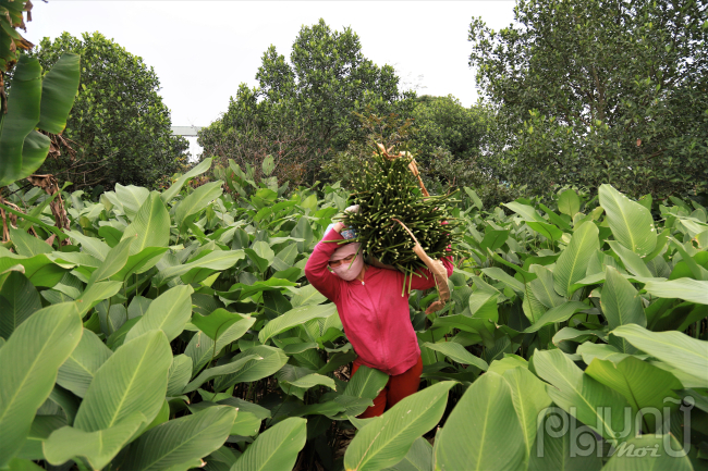 Làng lá dong Tràng Cát, xã Kim An, huyện Thanh Oai cách trung tâm Hà Nội khoảng 30km, đây là ngôi làng có hơn 400 năm trồng lá dong nếp. Nơi đây còn được xem là vựa lá dong lớn nhất nhì miền Bắc và được mệnh danh là nơi trồng “ngọc xanh” của đất trời.