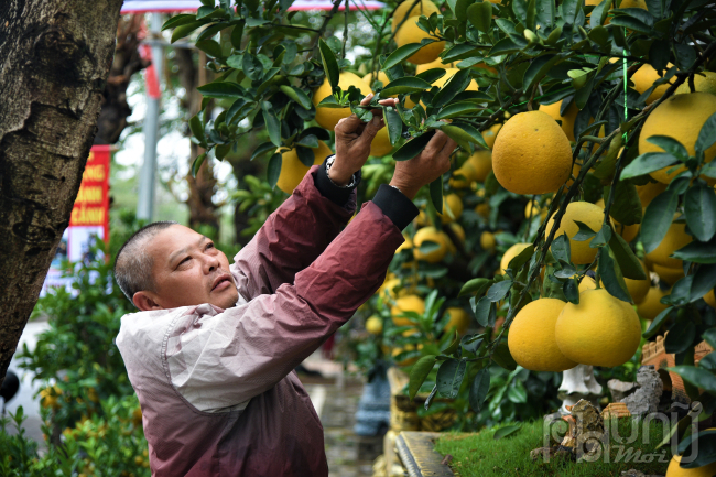 Ông Nguyễn Kim Thắng (Song Phương, Hoài Đức, Hà Nội) cho biết, khoảng 200 chậu bưởi cảnh bonsai có giá từ vài triệu đến hàng chục triệu đồng đã được vận chuyển từ vườn về điểm bán được mấy ngày nay.
