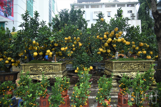 Gần Tết Nguyên đán Giáp Thìn 2024 khu vực đường Lạc Long Quân, quận Tây Hồ, Hà Nội các chủ vườn đã bày bán hàng trăm gốc bưởi quả vàng óng.