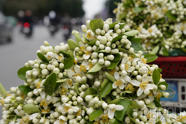 Hoa bưởi thường được mua về để lễ chùa, thắp hương, ướp trà, ướp, cắm cho thơm hoặc gội đầu.