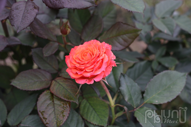 Vài năm trở lại đây, các nhà vườn trồng hoa ở Mê Linh đã thử nghiệm trồng thí điểm nhiều giống hồng mới như hoa hồng Pháp, hoa hồng Thái Lan, hoa hồng Hà Lan...