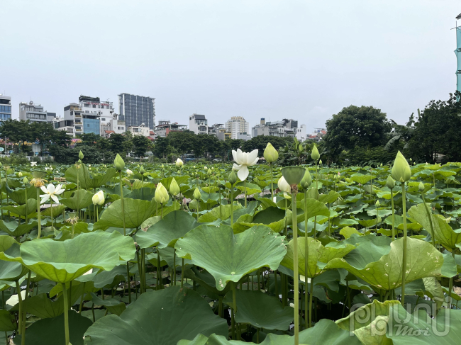 Anh Nguyễn Doanh , chủ đầm sen Huệ Doanh cho biết, gia đình anh có 5 đầm sen, dù đã vào mùa sen nở nhưng năm nay lượng khách ghé thăm giảm rất nhiều so với mọi năm. Ngày cao điểm nhất là cuối tuần chỉ đón khoảng 30 khách, còn lại lẻ tẻ ngày vài khách.