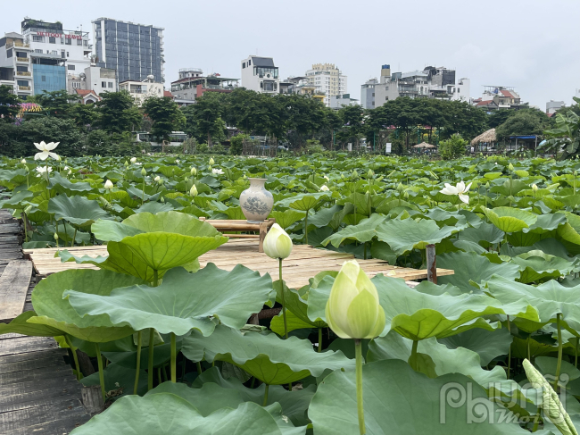 Theo nghi nhận của Phóng viên, Tại nhiều đầm den ở Hồ Tây (Tây Hồ, Hà Nội), sen đầu mùa bắt đầu nở khoe sắc. Tuy nhiên, tại các đầm sen đều trong tình trạng ảm đạm, vắng khách.