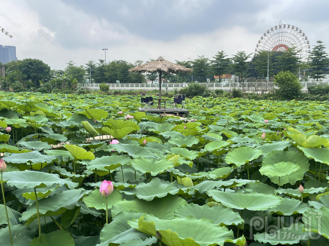 Các đầm sen tại đây đã trang trí đầy đủ chỉ chờ đón khách