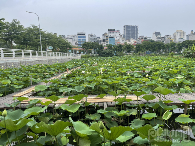 Sen Hồ Tây nở sớm những ảm đạm vắng khách, chủ đầm lao đao