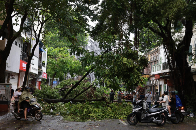 Cây to đổ chắn ngang đường