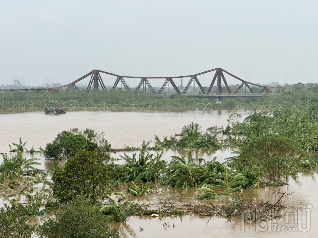 Toàn bộ hoa màu khu vực bãi giữa bị tàn phá, hư hỏng nặng.