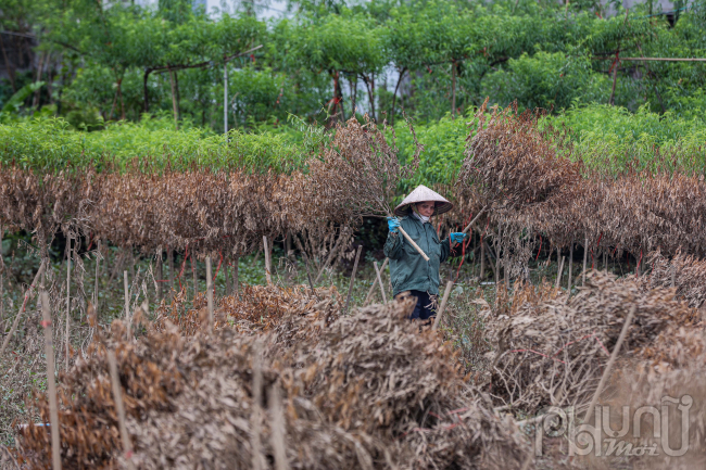 Một số hộ dân trông đào ở gần bờ đang chặt dọn những gốc đào chết khô 