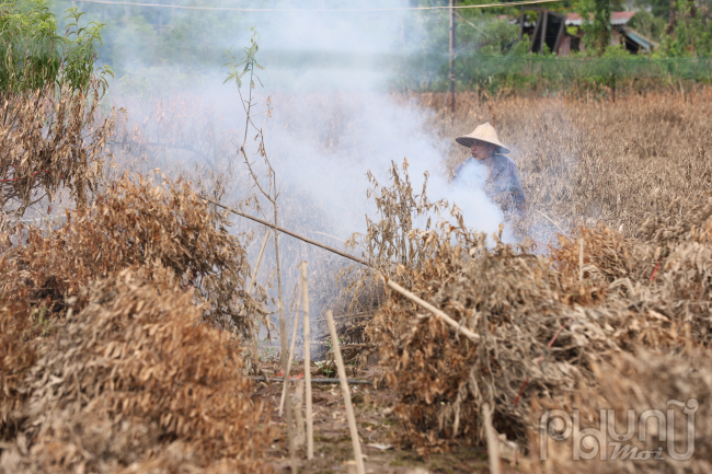 Với 802 hộ dân gắn bó, đào Nhật Tân không chỉ là nguồn sinh kế quan trọng mà còn là sản phẩm OCOP 4 sao, góp phần quảng bá hình ảnh làng nghề đến du khách.